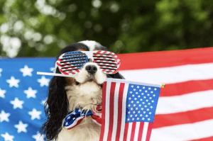 dog holding an american flag in its mouth while wearing red white and blue sunglasses